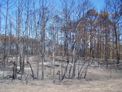 Bastrop Wildfire as seen 9/23/2011